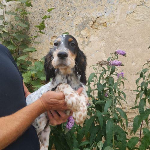 Chiot setter anglais #4