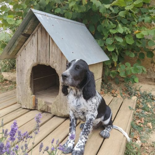 Chiot setter anglais #5
