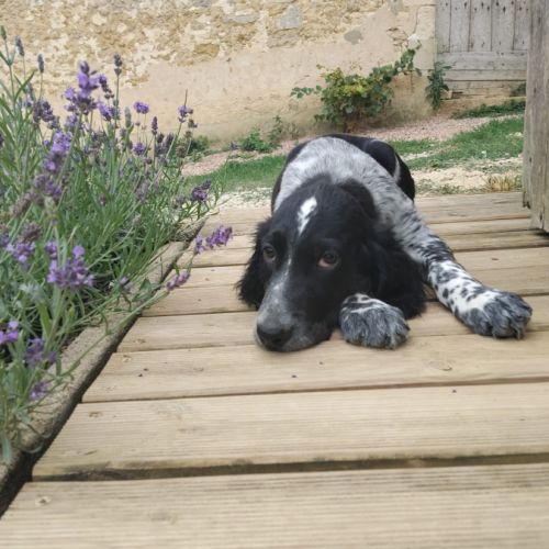 Chiot setter anglais #6