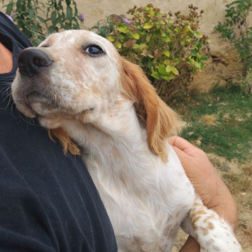 Chiot setter anglais #7