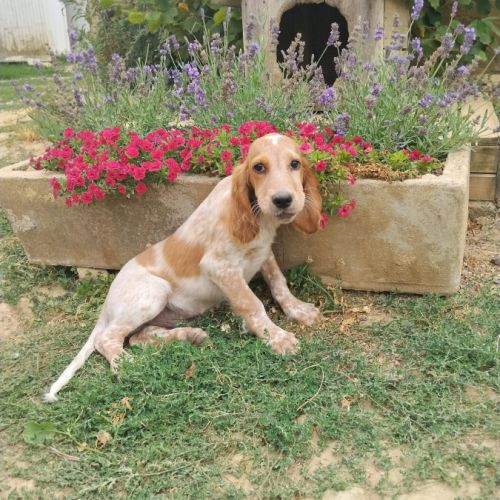 Chiot setter anglais #8