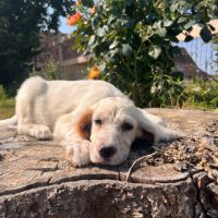 Chiots setter anglais