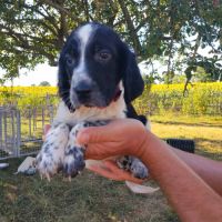 Chiots setter anglais #0