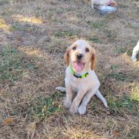 Chiots setter anglais #2