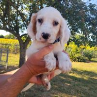 Chiots setter anglais #3