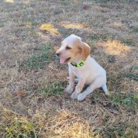 Chiots setter anglais #4