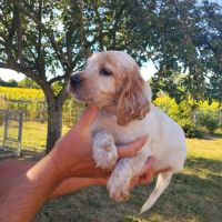 Chiots setter anglais #5