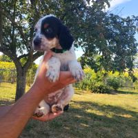 Chiots setter anglais #7