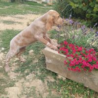 Chiot setter anglais