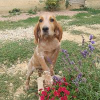 Chiot setter anglais #2
