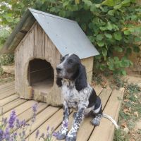 Chiot setter anglais #5
