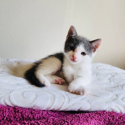 Poucette à l'adoption