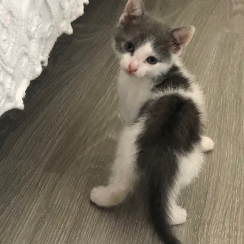 Poucette à l'adoption #3