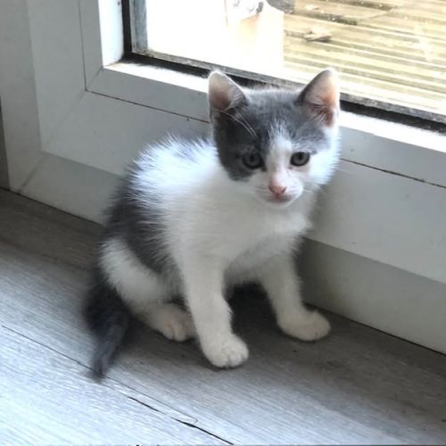 Poucette à l'adoption #4
