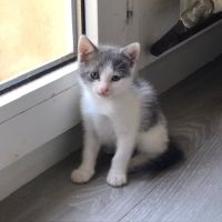 Poucette à l'adoption #2