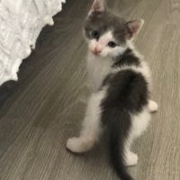 Poucette à l'adoption #3