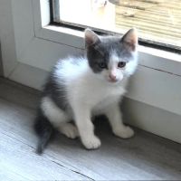 Poucette à l'adoption #4