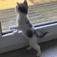 Poucette à l'adoption #5