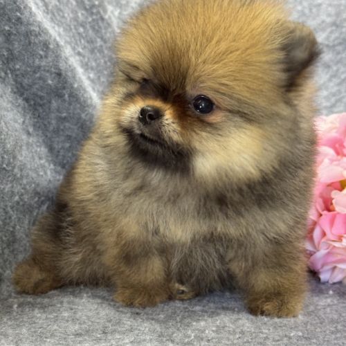 Bettie, femelle type spitz nain poméranien #2