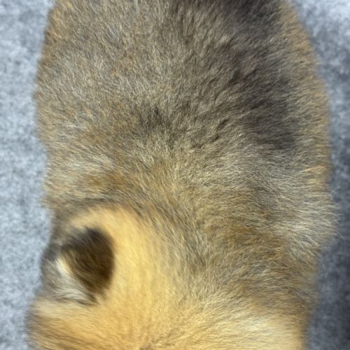 Bettie, femelle type spitz nain poméranien #5