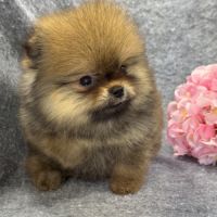 Bettie, femelle type spitz nain poméranien