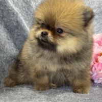 Bettie, femelle type spitz nain poméranien #2