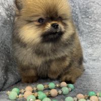 Bettie, femelle type spitz nain poméranien #3