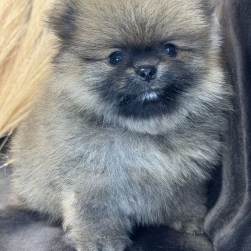 Bambou, mâle type spitz nain poméranien #0