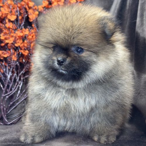 Bambou, mâle type spitz nain poméranien #3