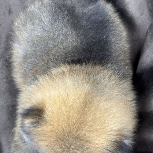 Bambou, mâle type spitz nain poméranien #5
