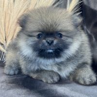 Bambou, mâle type spitz nain poméranien #1