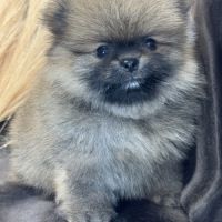 Bambou, mâle type spitz nain poméranien