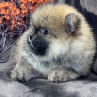 Bambou, mâle type spitz nain poméranien #4