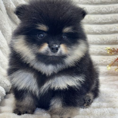 Brice, mâle type spitz nain poméranien #0
