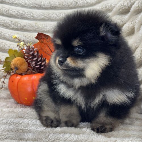 Brice, mâle type spitz nain poméranien #4