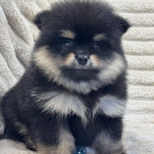 Brice, mâle type spitz nain poméranien #5