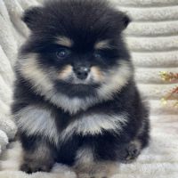 Brice, mâle type spitz nain poméranien