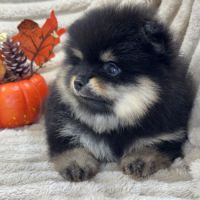 Brice, mâle type spitz nain poméranien #2