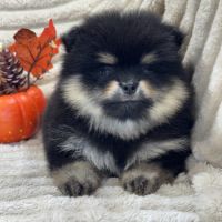 Brice, mâle type spitz nain poméranien #3