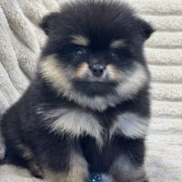 Brice, mâle type spitz nain poméranien #5