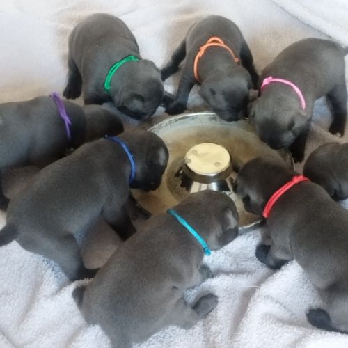 Chiot staffie bleu