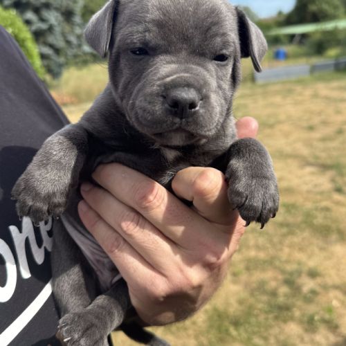 Chiot staffie bleu #4