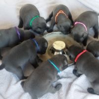 Chiot staffie bleu #0