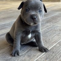 Chiot staffie bleu #2