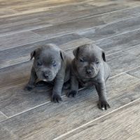 Chiot staffie bleu #3