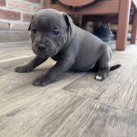 Chiot staffie bleu #5