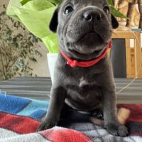 Chiot staffie bleu #6