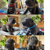 Chiot staffie bleu #7