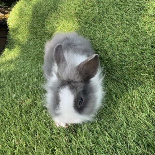 Lapin nain tête de lion