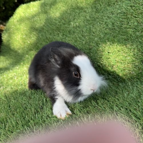 Lapin nain tête de lion #3